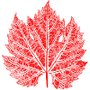 Grape Leaf / Red / Wine Leaf
