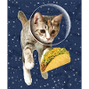 Cat and taco