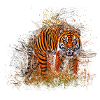 tiger