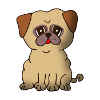 pug