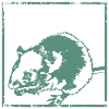 rat