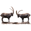 Which ibex gives way here