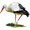 stork