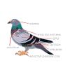 Conspiracy pigeons Funny