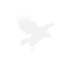 Aigle aigle