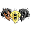Hovawart Dogs