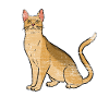Cadeau de chat de Ceylan