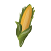 Grain de maïs
