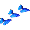 Butterfly blue