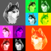 Pop Art Husky Portrait