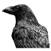 Raven