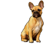 French bulldog