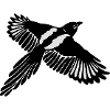 Magpie with large wings.