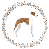 Whippet