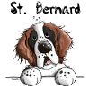 Cute Saint Bernard