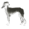 Saluki