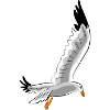 gull
