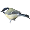 Great Bird
