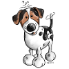 Cute Jack Russell Terrier