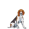 beagle