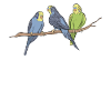 Budgerigar Parakeet Birds Parrot
