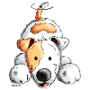 Sweet Jack Russell