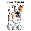 Jack Russell Terrier