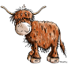 Highland Cattle