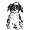 Cute Havanese
