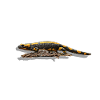 fire Salamander