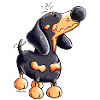Drôle Dachshund
