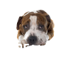 Cute Pitbull Rescue Dog