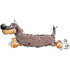 Drôle Dachshund