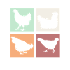 Chicken Chickens