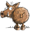 Funny Wild Boar