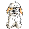 Funny Havanese