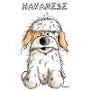 Happy Havanese