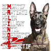 malinois