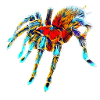 Tarantula