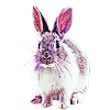 Rabbits