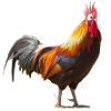 Comic Chicken Comic Rooster