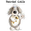 Bearded Collie With Teddy