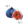 Fig1. Figs Diagram.
