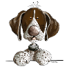 German Shorthaired Pointer
