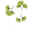 Gingko