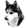 Husky head big