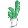 Mon petit cactus vert