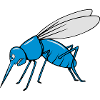 Mücke mosquito
