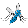 Mosquito Mosquito insecte