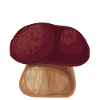 I funghi porcini raccolgono i funghi raccoglitori di funghi
